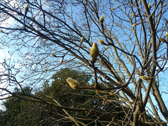河津さくらの開花始まる！花川運動公園で花見散歩・いつもと違う空
