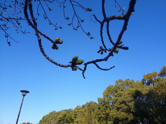 紫木蓮（シモクレン）と白木蓮（ハクモクレン）　青空に映える散歩道