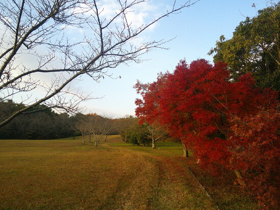 【秋の散歩道】師走の寒さの中の紅葉・森の水車公園は秋から冬へ