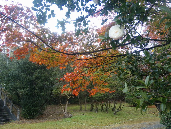 【はままつの空2020】11/30～12/6　一週間の空の欠片まとめ＋紅葉