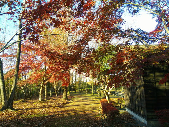 【はままつの空2020】11/30～12/6　一週間の空の欠片まとめ＋紅葉