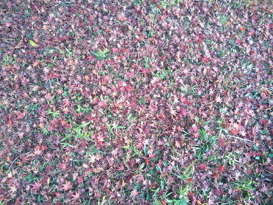 【秋の散歩道】師走の寒さの中の紅葉・森の水車公園は秋から冬へ