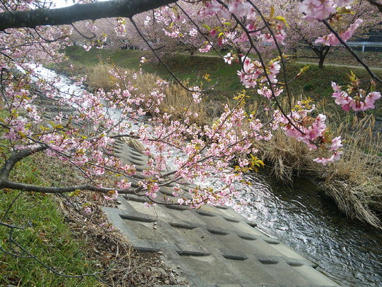 東大山の花川堤防の河津桜と菜の花畑！春を感じる風景と癒しのユンユン