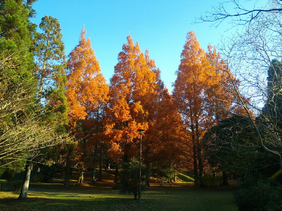 【はままつの空2020】12/7～12/13　一週間の空の欠片まとめ+紅葉