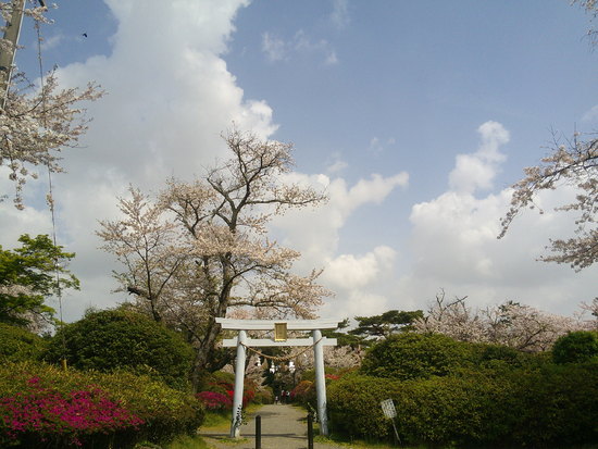 磐田市つつじ公園のサクラとツツジ共演風景！ドラマ「ゆるキャン