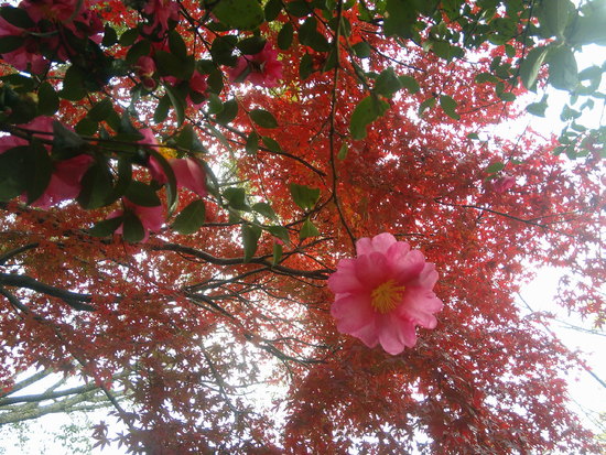 【はままつの空2020】11/30～12/6　一週間の空の欠片まとめ＋紅葉