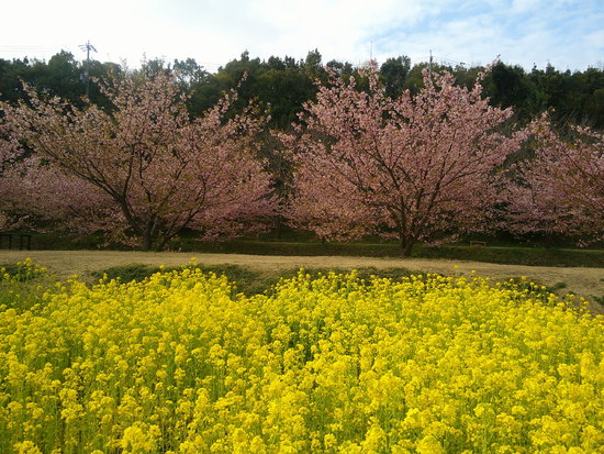 東大山の花川堤防の河津桜と菜の花畑！春を感じる風景と癒しのユンユン