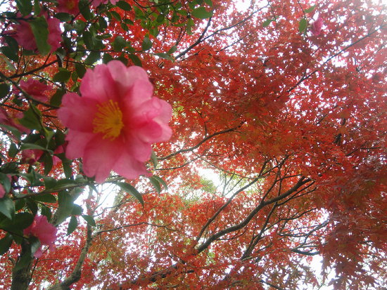 【はままつの空2020】11/30～12/6　一週間の空の欠片まとめ＋紅葉