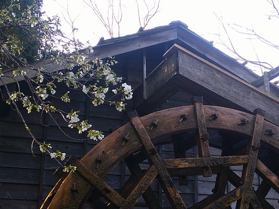 【2021さくら情報】水車小屋のさくらも開花！春を感じる風景