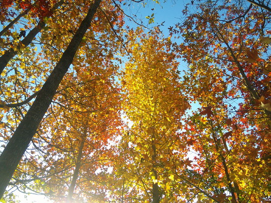 【秋の散歩道】やさしい彩りの紅葉風景・それぞれの紅葉の顔