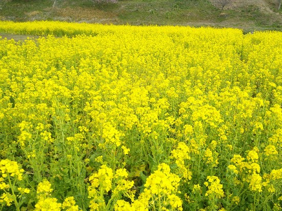 東大山の花川堤防の河津桜と菜の花畑！春を感じる風景と癒しのユンユン