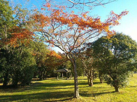 【はままつの空2020】11/30～12/6　一週間の空の欠片まとめ＋紅葉