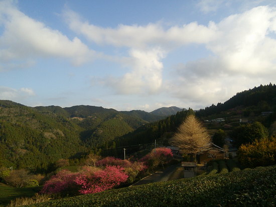 鳶ノ巣山の県境稜線を渋川から周回！枯山でギフチョウ探し