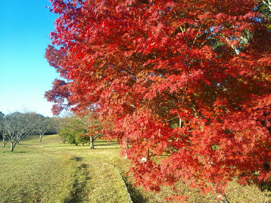 【はままつの空2020】12/7～12/13　一週間の空の欠片まとめ+紅葉