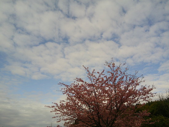東大山の花川堤防の河津桜と菜の花畑！春を感じる風景と癒しのユンユン