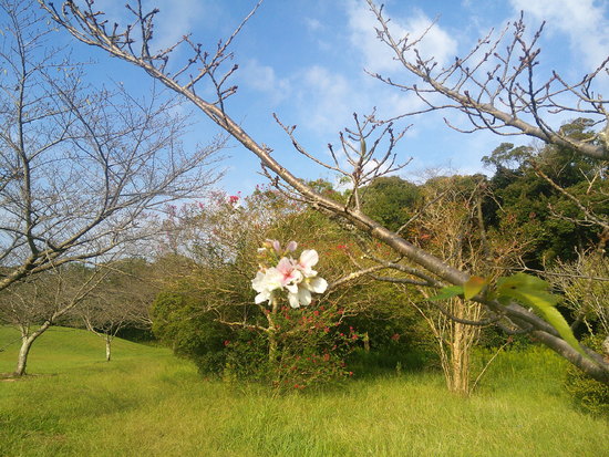 桜が秋に咲く 季節外れの開花は不時現象 嬉しい出会い 宝物の風景 はままつの空とボッチ山歩