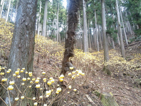 鳶ノ巣山の県境稜線を渋川から周回！枯山でギフチョウ探し