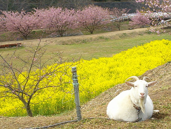 東大山の花川堤防の河津桜と菜の花畑！春を感じる風景と癒しのユンユン
