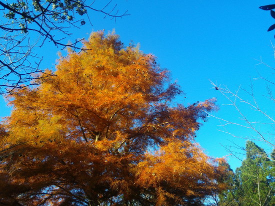 【秋の散歩道】紅葉が輝やく朝陽の差し込みの中を歩く