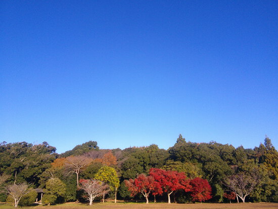 【秋の散歩道】師走の寒さの中の紅葉・森の水車公園は秋から冬へ
