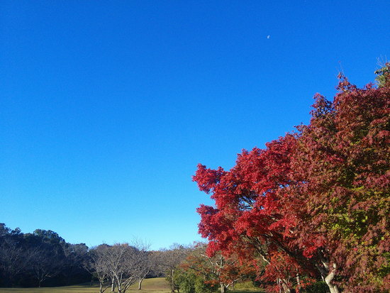 【はままつの空2020】11/30～12/6　一週間の空の欠片まとめ＋紅葉