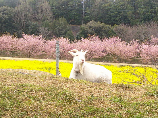 東大山の花川堤防の河津桜と菜の花畑！春を感じる風景と癒しのユンユン
