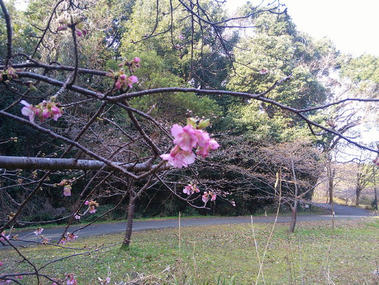 河津さくらの開花始まる！花川運動公園で花見散歩・いつもと違う空