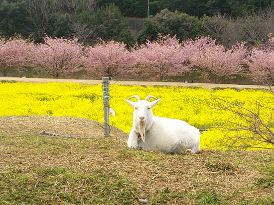 東大山の花川堤防の河津桜と菜の花畑！春を感じる風景と癒しのユンユン