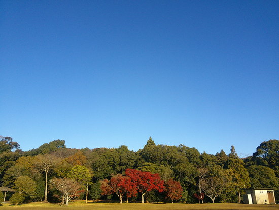 【はままつの空2020】12/7～12/13　一週間の空の欠片まとめ+紅葉
