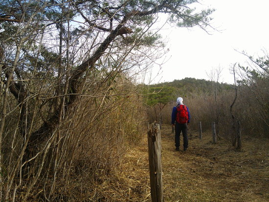 鳶ノ巣山の県境稜線を渋川から周回！枯山でギフチョウ探し