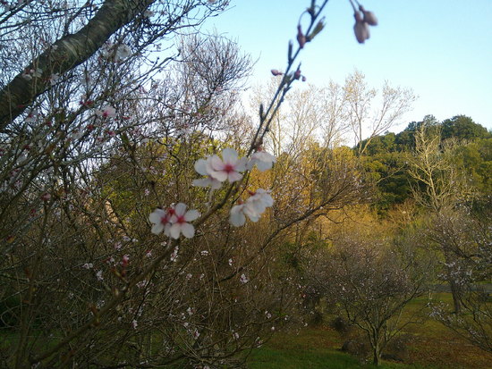 【2021さくら情報】花川運動公園のさくら開花風景　メジロも集う春の朝