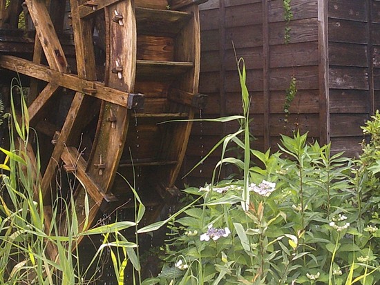 あじさいの季節②森の水車小屋とガクアジサイ、白い夾竹桃（キョウチクトウ）も発見