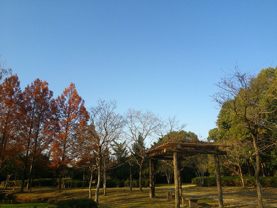 【はままつの空2020】12/7～12/13　一週間の空の欠片まとめ+紅葉