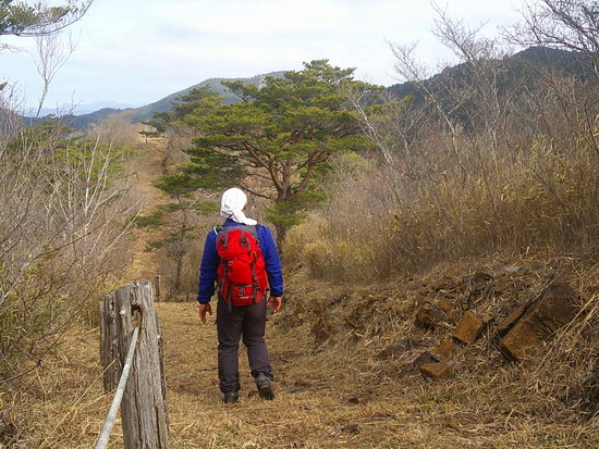 鳶ノ巣山の県境稜線を渋川から周回！枯山でギフチョウ探し