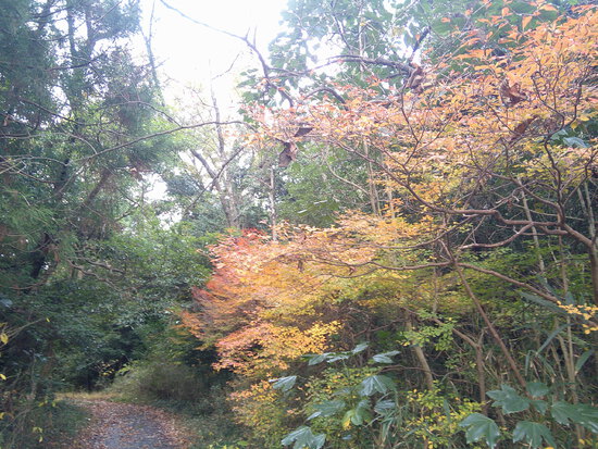 【秋の散歩道】師走の寒さの中の紅葉・森の水車公園は秋から冬へ