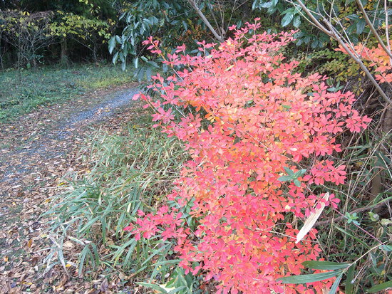 【秋の散歩道】師走の寒さの中の紅葉・森の水車公園は秋から冬へ