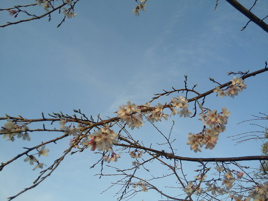 【2021さくら情報】花川運動公園のさくら開花風景　メジロも集う春の朝