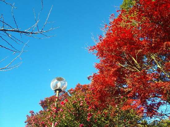 【はままつの空2020】11/30～12/6　一週間の空の欠片まとめ＋紅葉