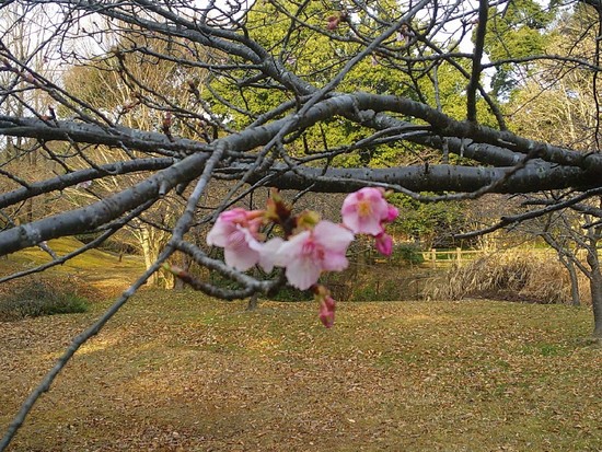 河津さくらの開花始まる！花川運動公園で花見散歩・いつもと違う空