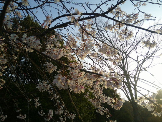 【2021さくら情報】花川運動公園のさくら開花風景　メジロも集う春の朝