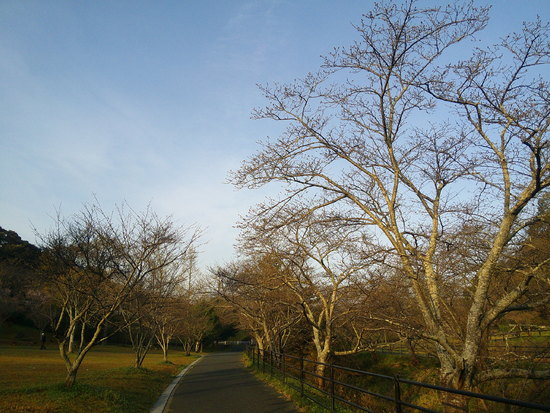 【2021さくら情報】花川運動公園のさくら開花風景　メジロも集う春の朝