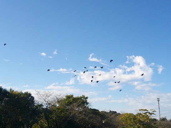 【はままつの空】10/31~11/6　一週間の空の欠片まとめ