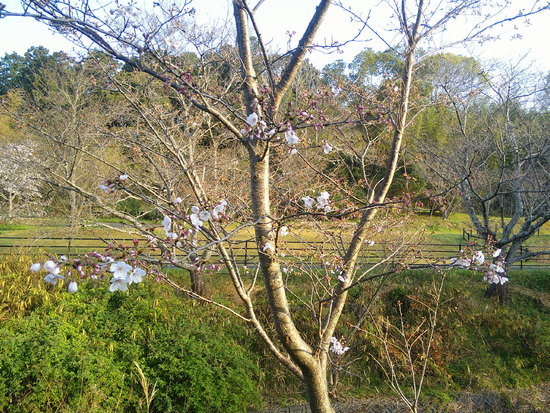 【2021さくら情報】花川運動公園のさくら開花風景　メジロも集う春の朝