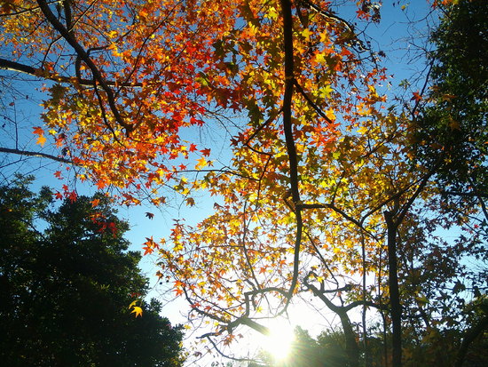 【秋の散歩道】紅葉を見上げた風景・万華鏡のような世界