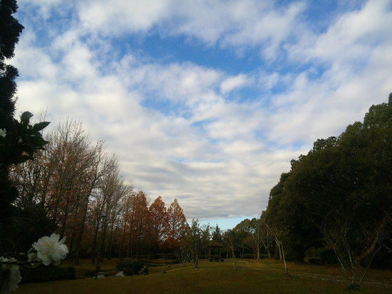 【はままつの空2020】11/30～12/6　一週間の空の欠片まとめ＋紅葉
