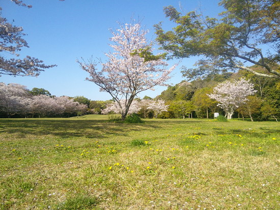 新緑のはじまる春の風景、桜だけでない花の共演