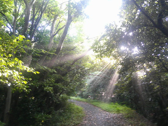 宝物の風景・朝の光が差し込む神秘的な風景