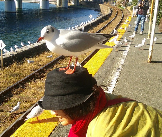 ユリカモメが可愛い！天竜浜名湖鉄道佐久米駅！冬の風物詩に癒しの時を過ごす