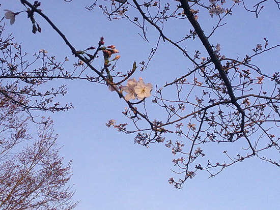 【はままつの空2021】3/15～3/21　一週間の空の欠片まとめ