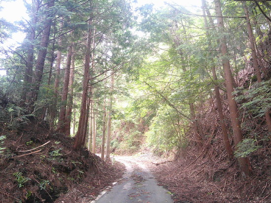 秋葉ダムからヒラシロ遺跡へ東海自然歩道を往復！《後編》旅するチョウとの出会い